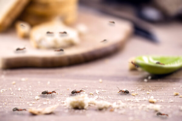 Pesticon Ant Control Toronto Debunks Ant Control Myths