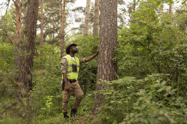 Affordable Tree Service Houston