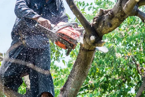 Tree Removal