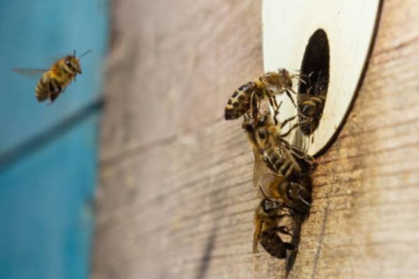 Steps to Prevent Bees From Nesting in Your Walls