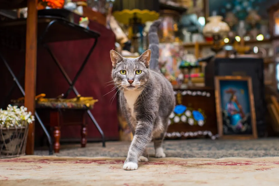 Cat Sitter in New York
