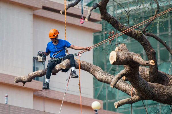 Tree Removal at Property