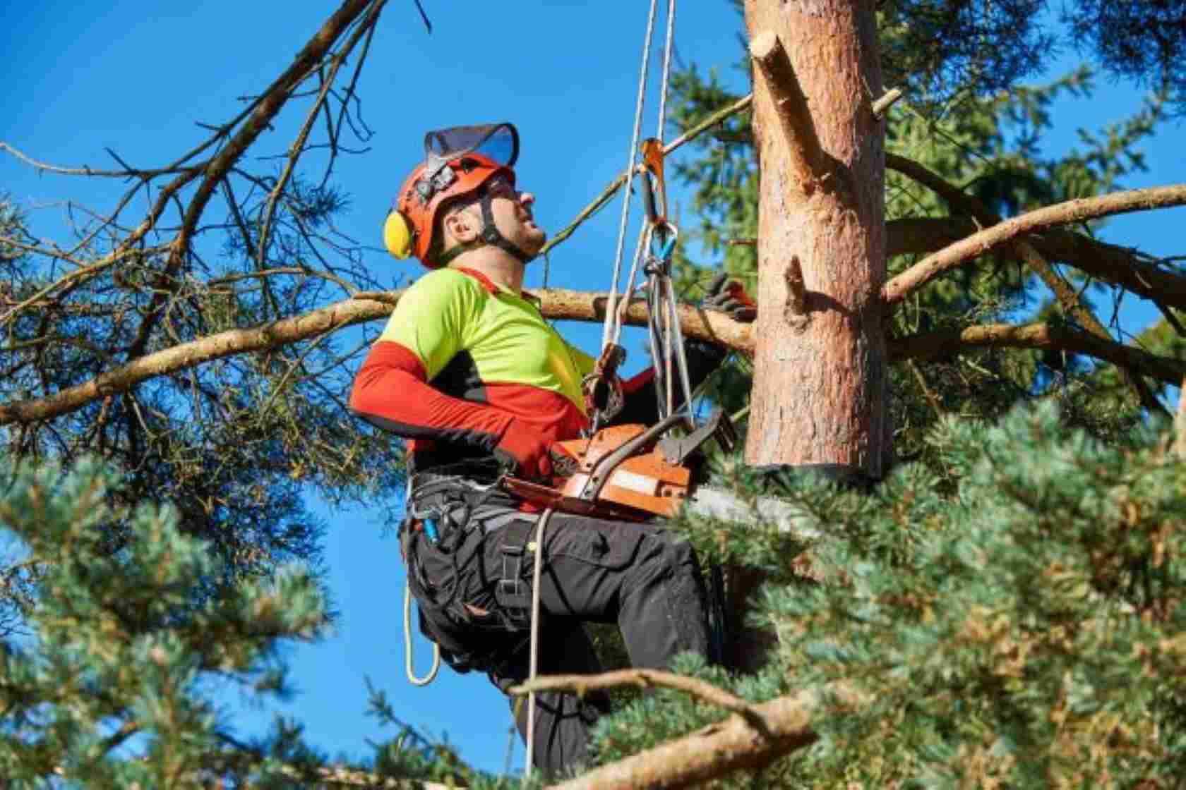 professional tree service