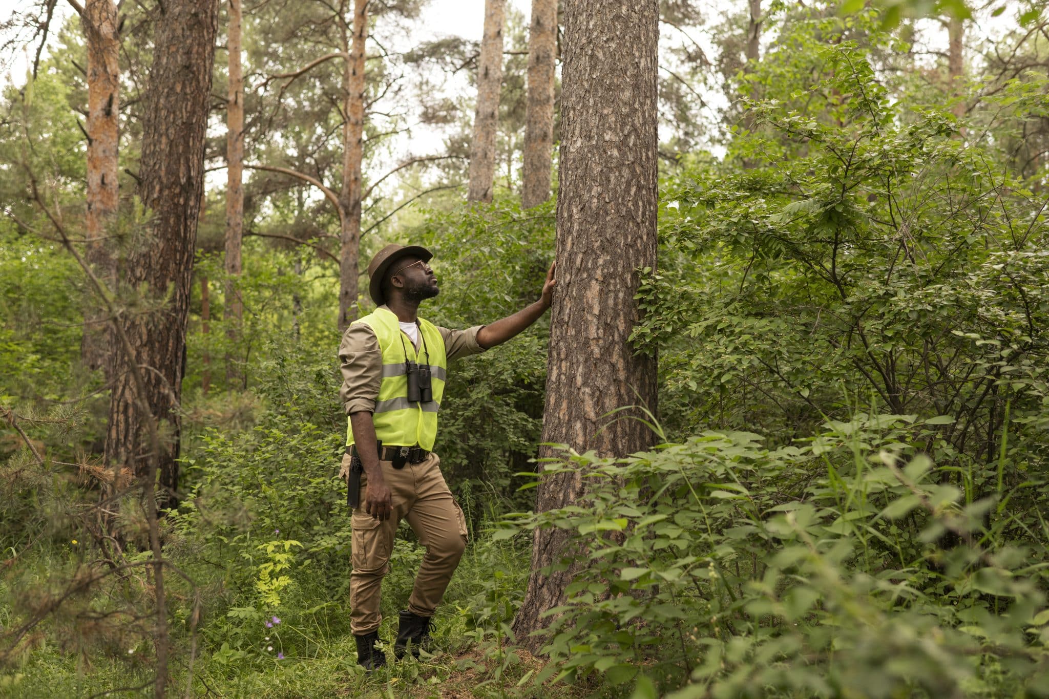 affordable tree cutting service