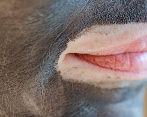 Does Laser Carbon Peel Reduce Pores? Laser Carbon Peel