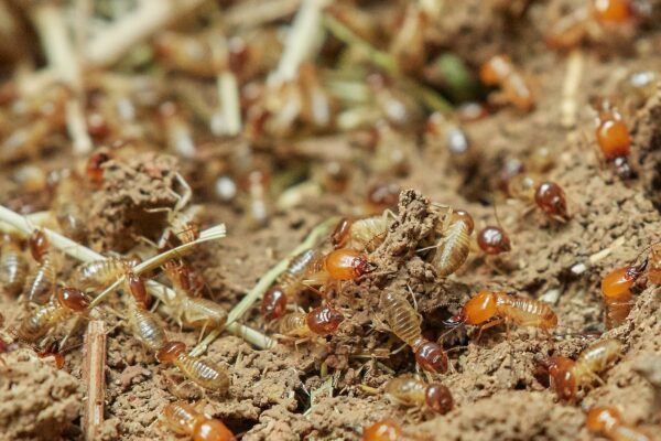 The Shocking Truth About Termites in Kitchener That No One Talks About