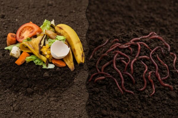 Traditional Compost vs. Vermicompost: What’s More Effective? Traditional Compost vs. Vermicompost
