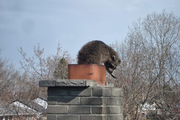 Chimney Animal Removal