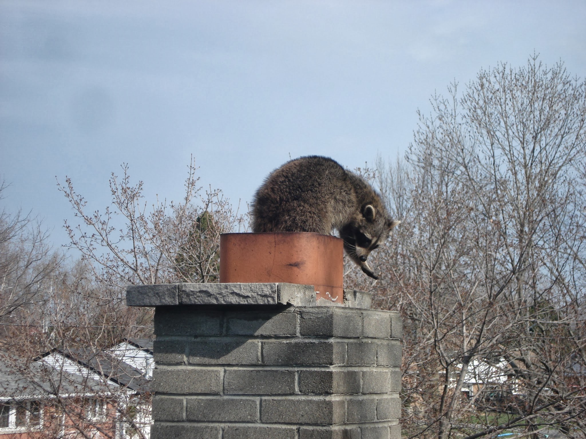 Chimney Animal Removal