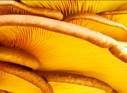Champignons Anti-Fatigue