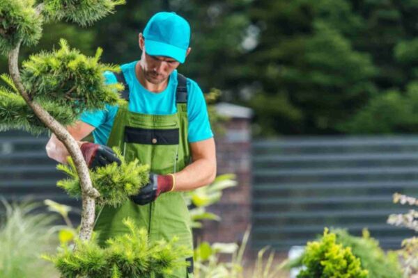 Tree Service: The Complete Guide to Tree Care, Maintenance, and Removal tree service