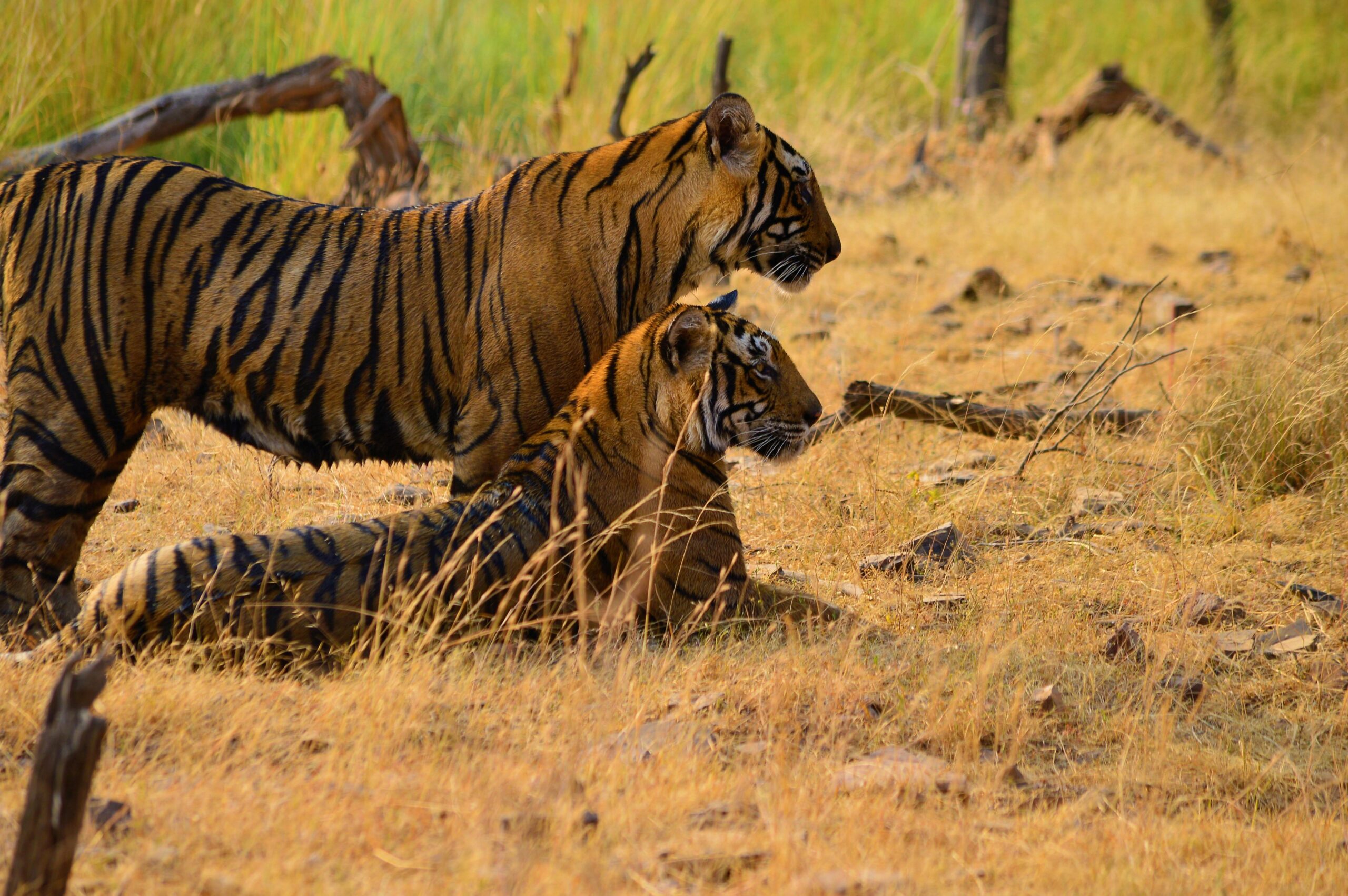 Ranthambore tour packages