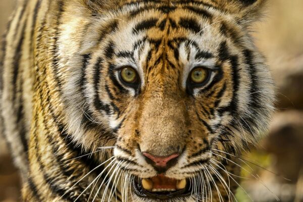 Bandhavgarh Kanha Pench Tour Packages