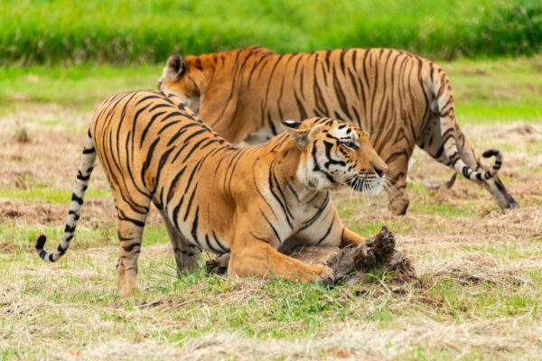 Ranthambore safari tour packages