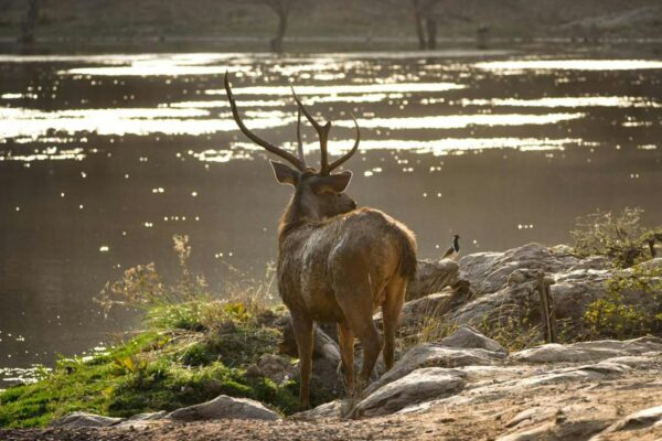 Ranthambore travel packages