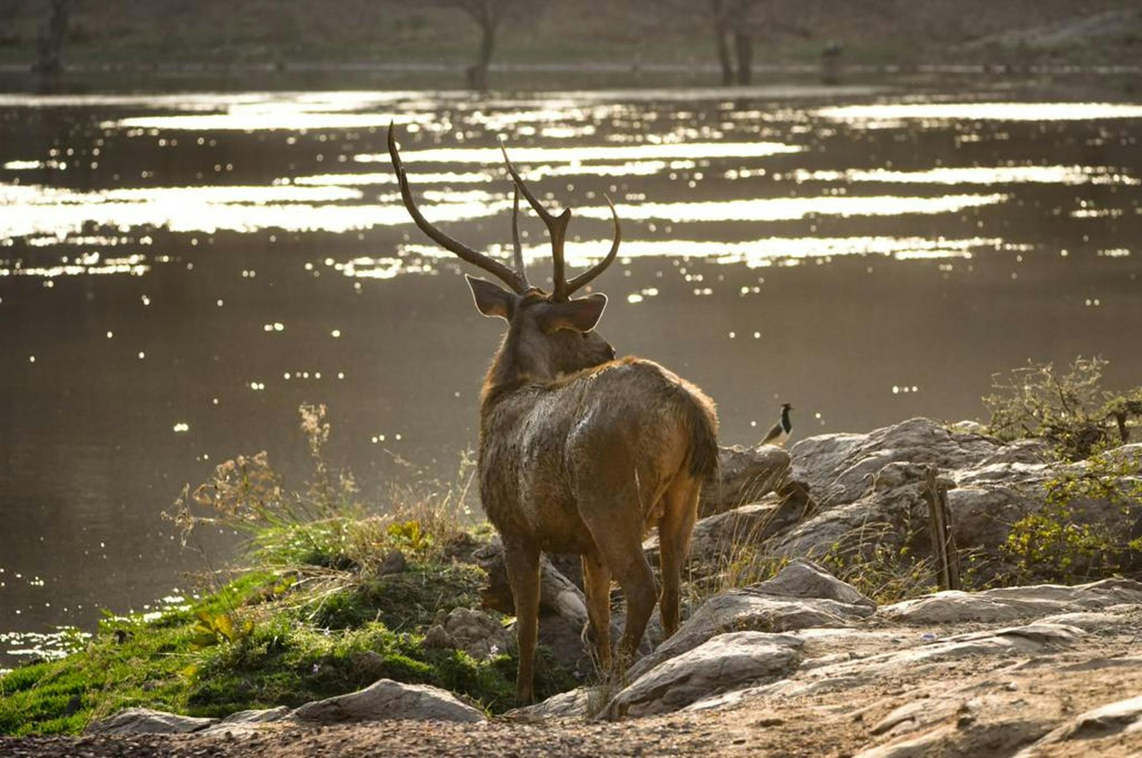 Ranthambore travel packages
