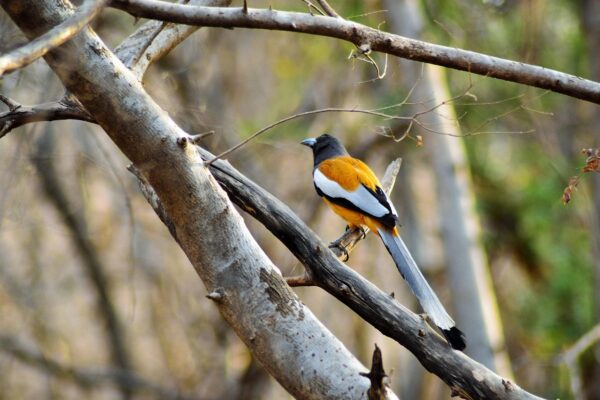 Ranthambore Tour – Wildlife Safari Adventure in Rajasthan ranthambore tour