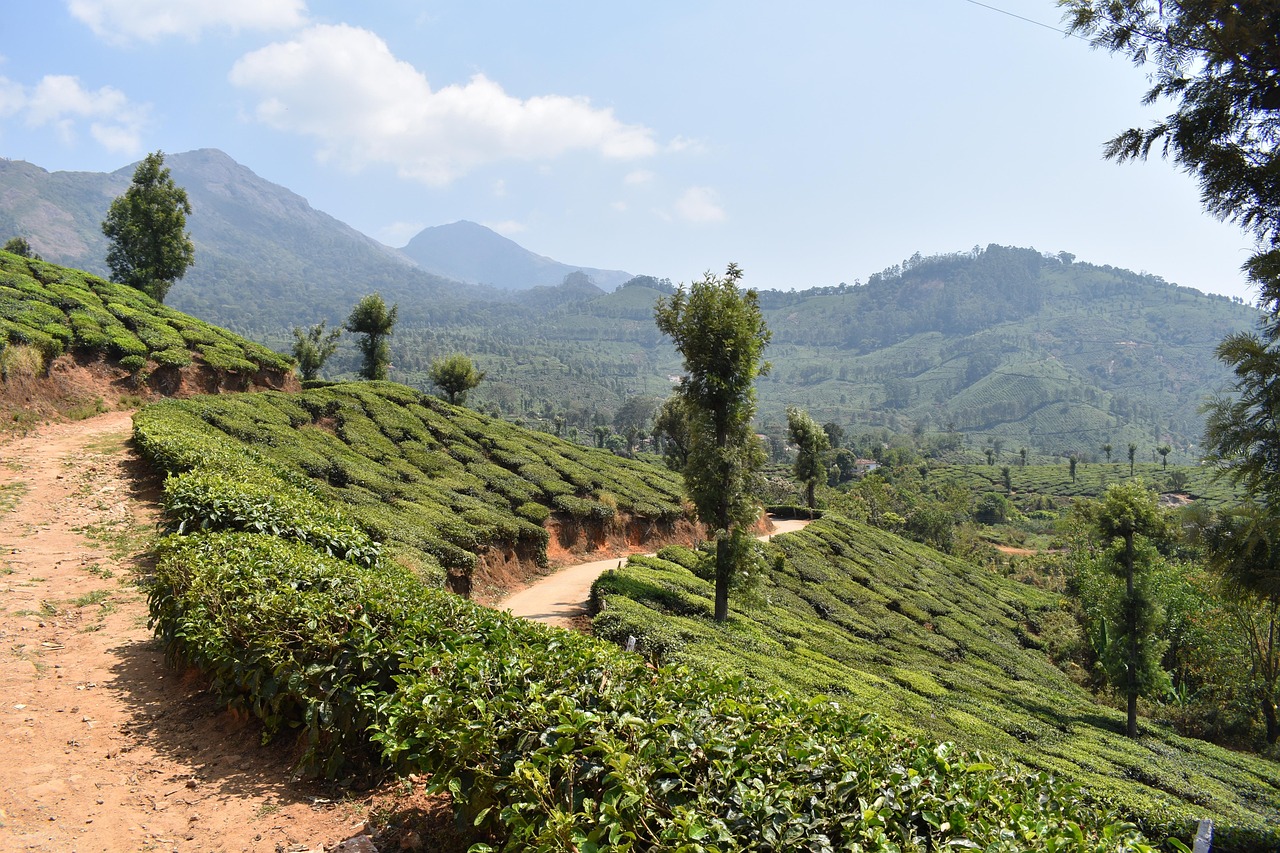 cochin munnar alleppey tour