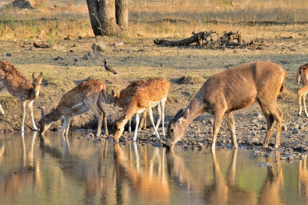 golden triangle tour with ranthambore