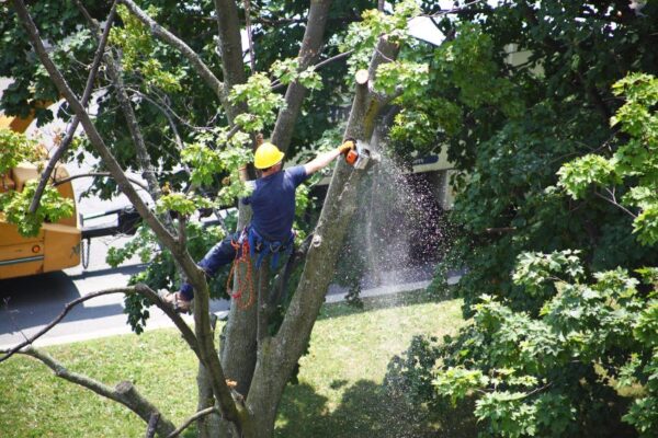 Why Tree Pruning in Bloomfield MI Matters tree pruning bloomfield mi