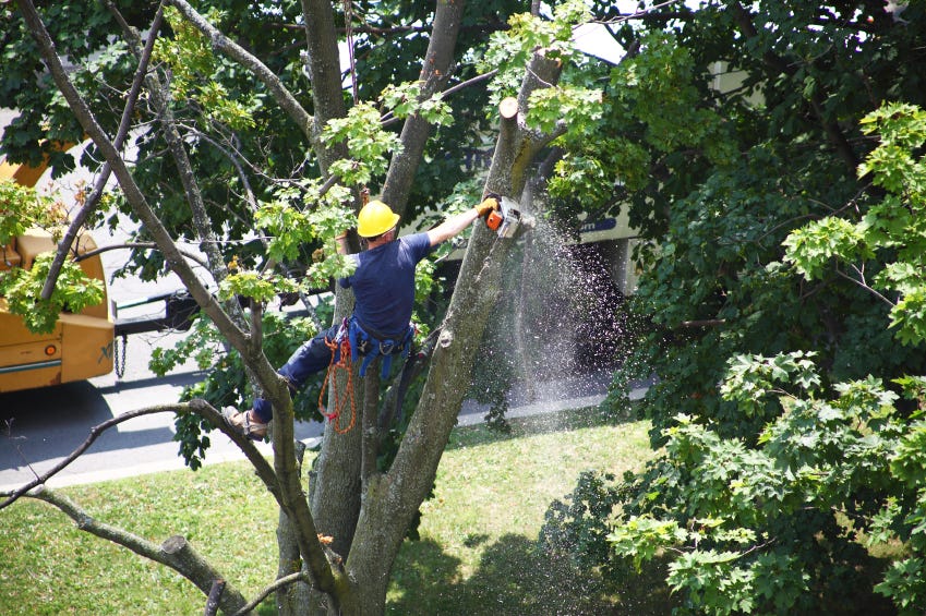 tree pruning bloomfield mi