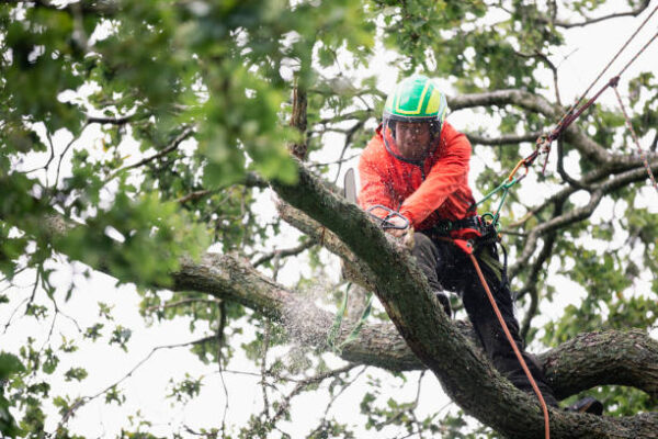 Why a Tree Surgeon Chesterfield Homeowners Trust Matters tree surgeon chesterfield